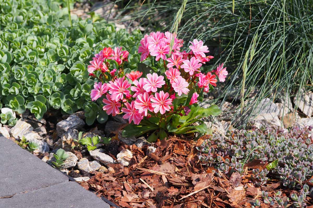 Moltiplicare la Lewisia